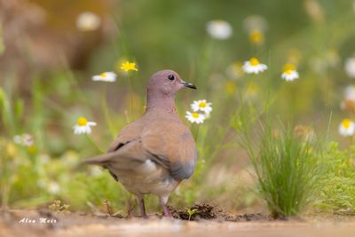 laughing_dove