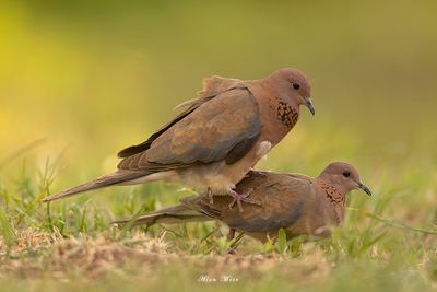 laughing_dove
