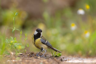 parus_major-