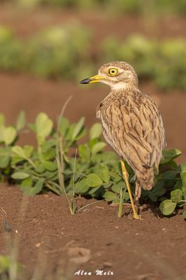 stone_curlew
