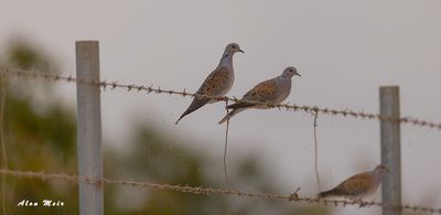 european_turtle_dove