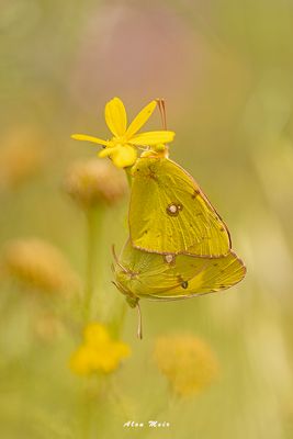 clouded_yellow_