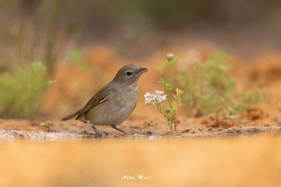 garden_warbler