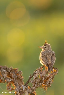Crested lark
