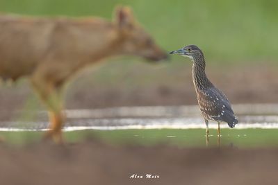 birds_of_water