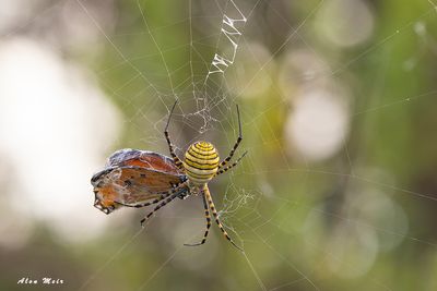danaus_chrysippus