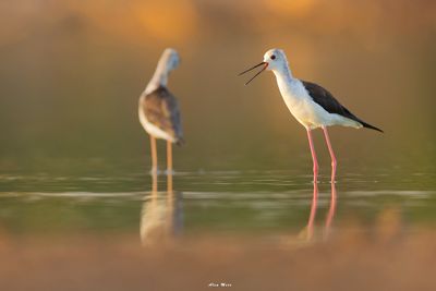 0Y2A8725-1.jpg
