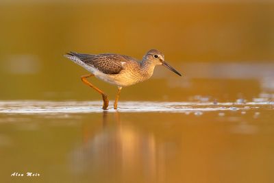 Redshank livnat kanaf