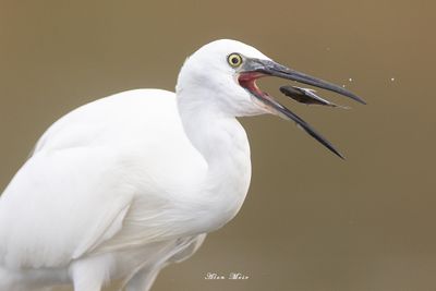 0Y2A9448-1.jpg