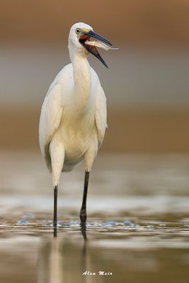 little_egret_egretta_garzetta
