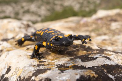 Salamdra_salamandra