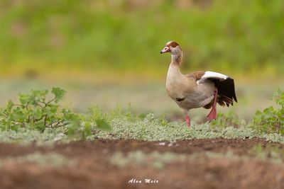 alopochen_aegyptiacus