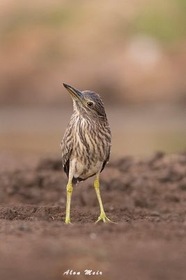 night_heron