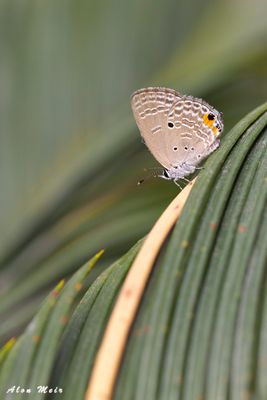 cycad_blue