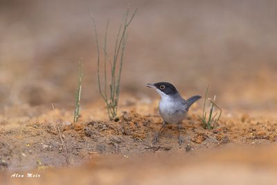 sylvia_melanocephala