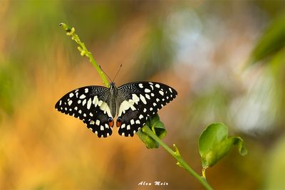 papilio_demoleus