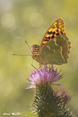 0Y2A2625 copy.jpg  Argynnis pandora pandora