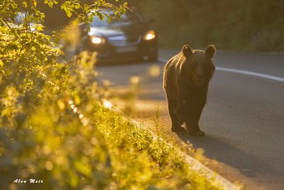 brown bear