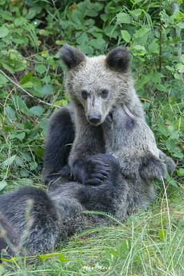 brown_bear