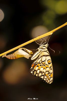 papilio_demoleus