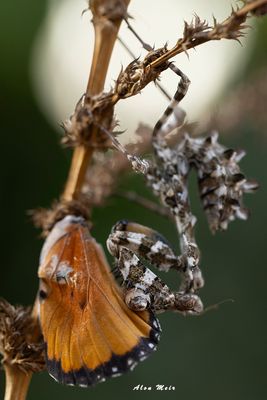 blepharopsis_mendica