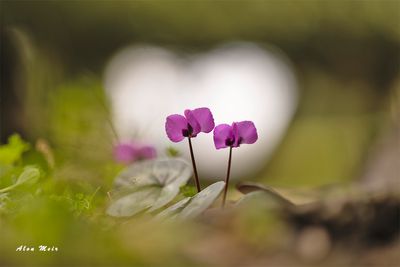 flower_favorite