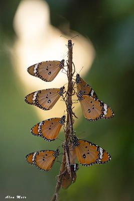 danaus_chrysippus