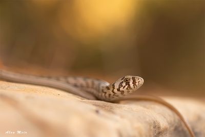 ophisaurus apodus