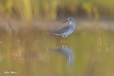 Redshank livnat kanaf