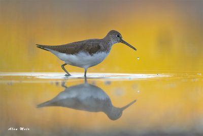 _common_sandpiper