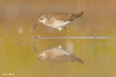 wood_sandpiper