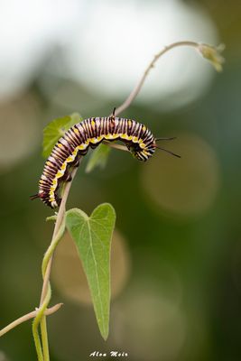 danaus_chrysippus