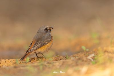 common_redstart