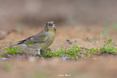 Greenfinch