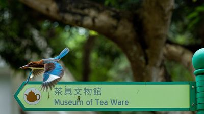 Nature Gallery/ Honson Yip Image