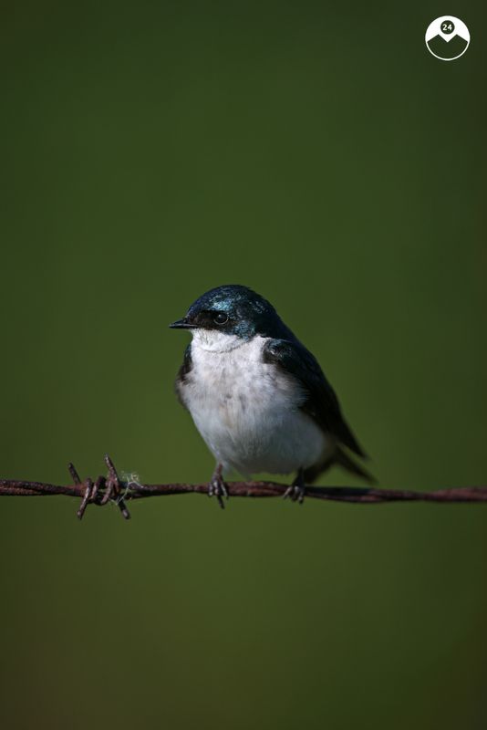Tree Swallow