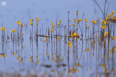 Mysteryellows