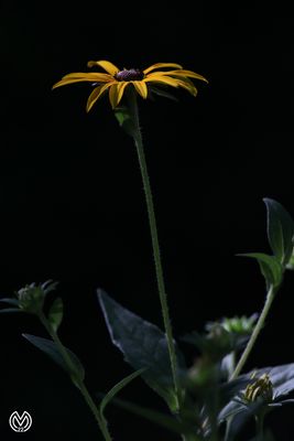 Reach for the Top