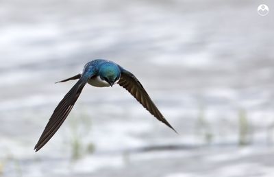 Tree Swallow on the Bank