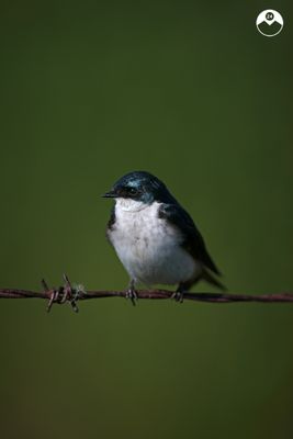 Tree Swallow