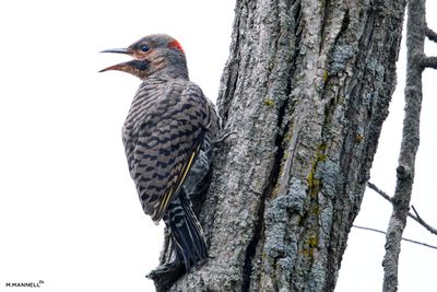 High Key Flicker