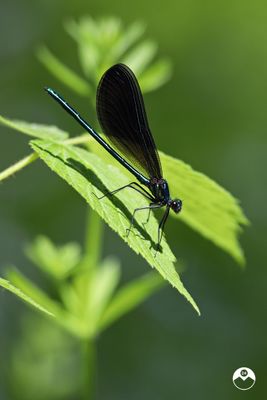 Ebony Jewel Wing