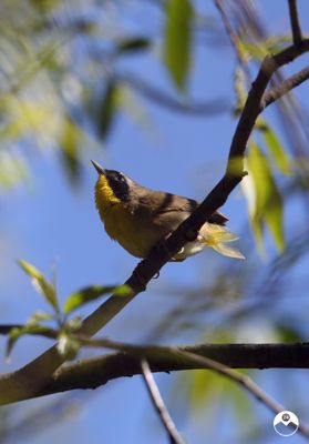 Yellow Throat