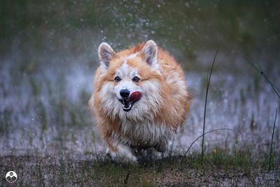 Raging Ball