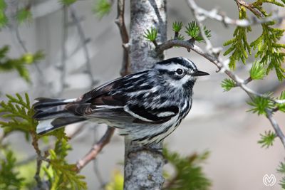Black & White Warbler