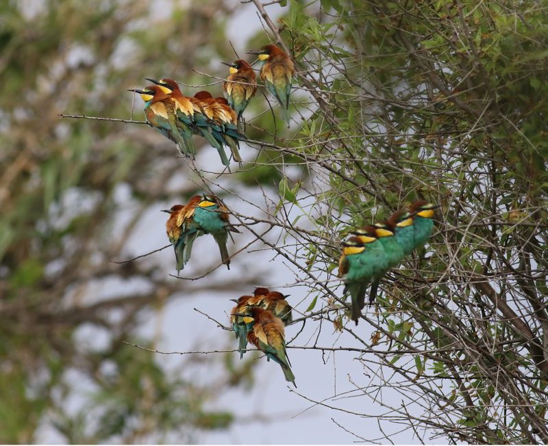Bee-eater (Merops apiaster)