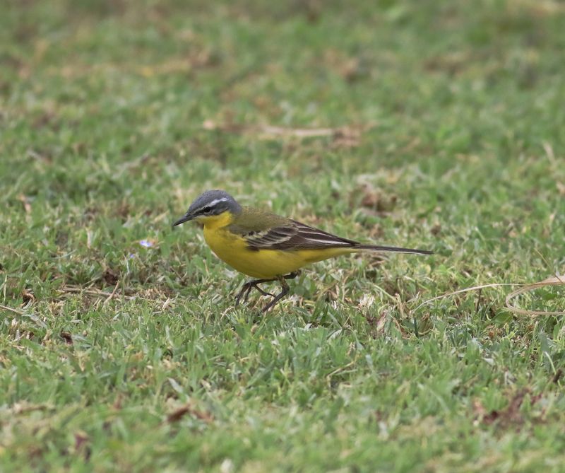 Blue-headed Wagtail (Motacilla flava flava)