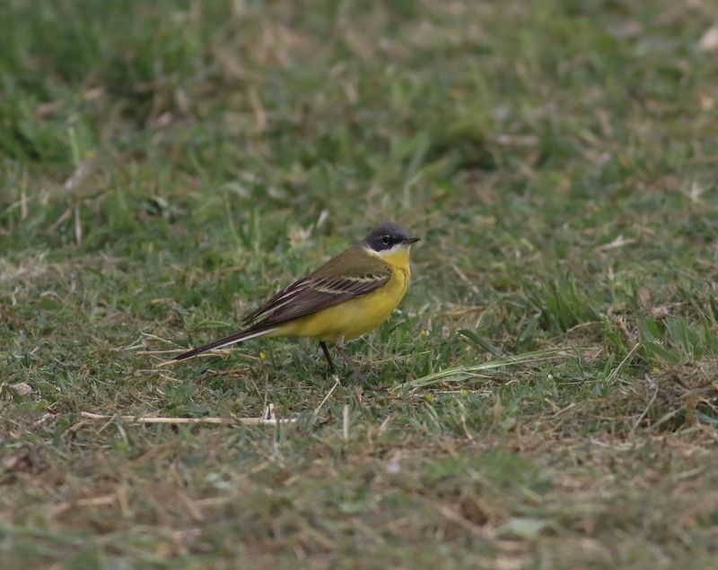 Yellow Wagtail (Motacilla flava dombrowski)