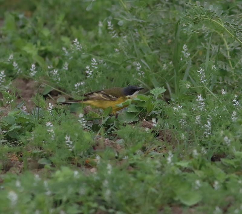 Ashy-headed Wagtail (Motacilla flava cinereocapilla)