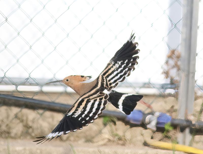 Hoopoe (Upupa epops)